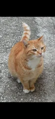 Mačka Mimi